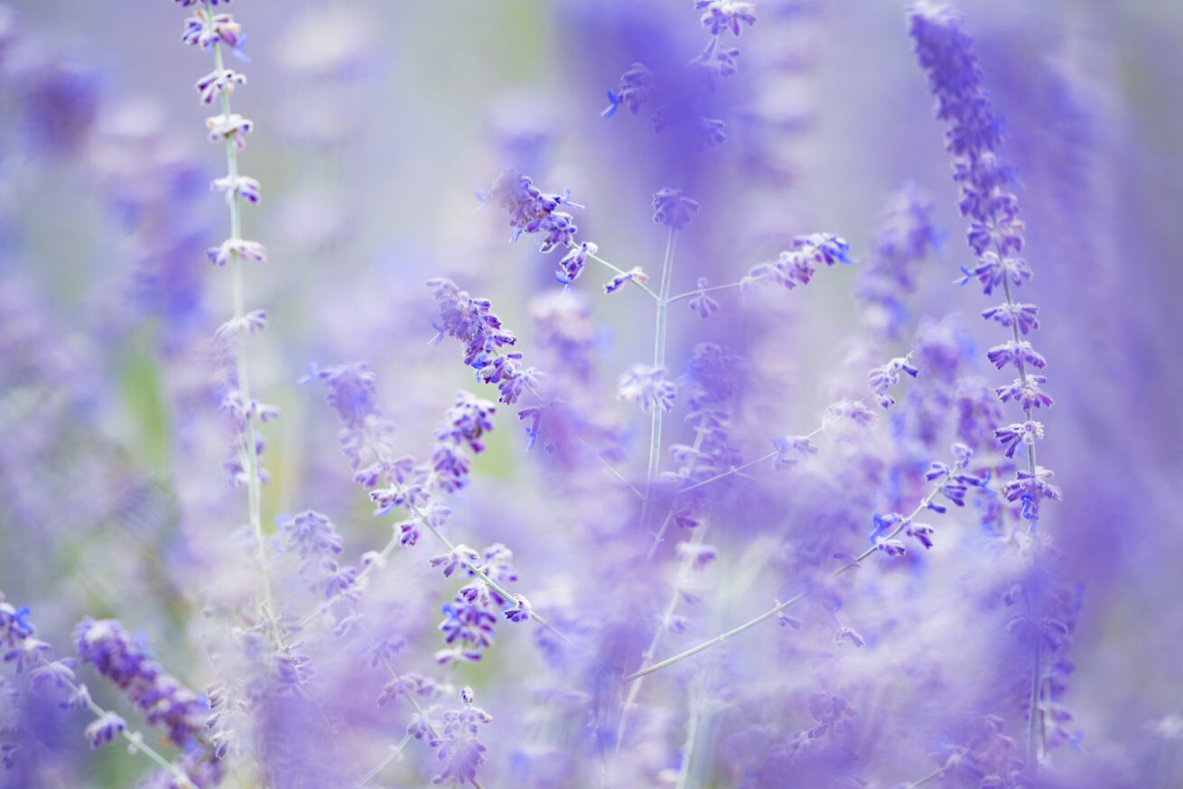 Sigma 135 1.4 DG Art