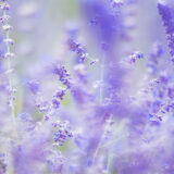Sigma 135 1.4 DG Art