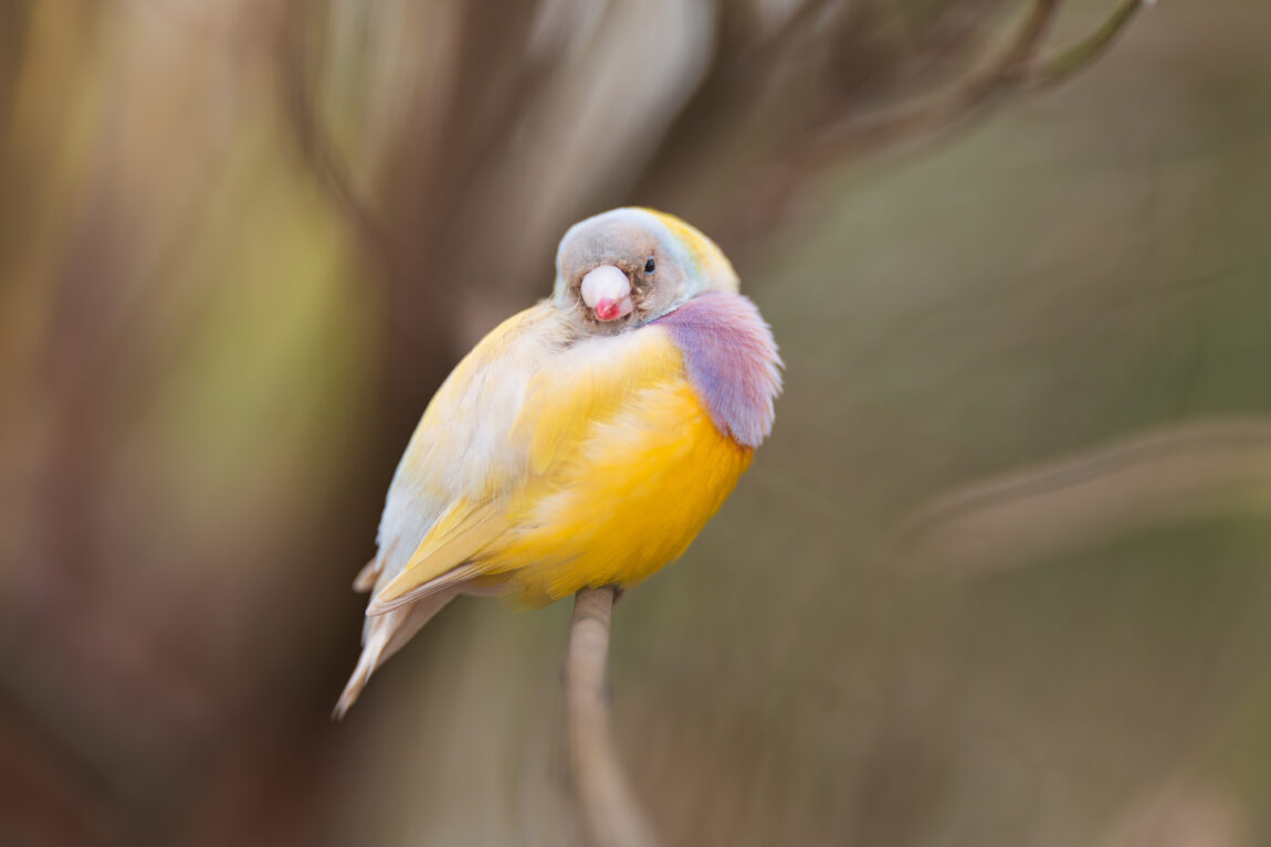 Sigma 135 1.4 DG Art
