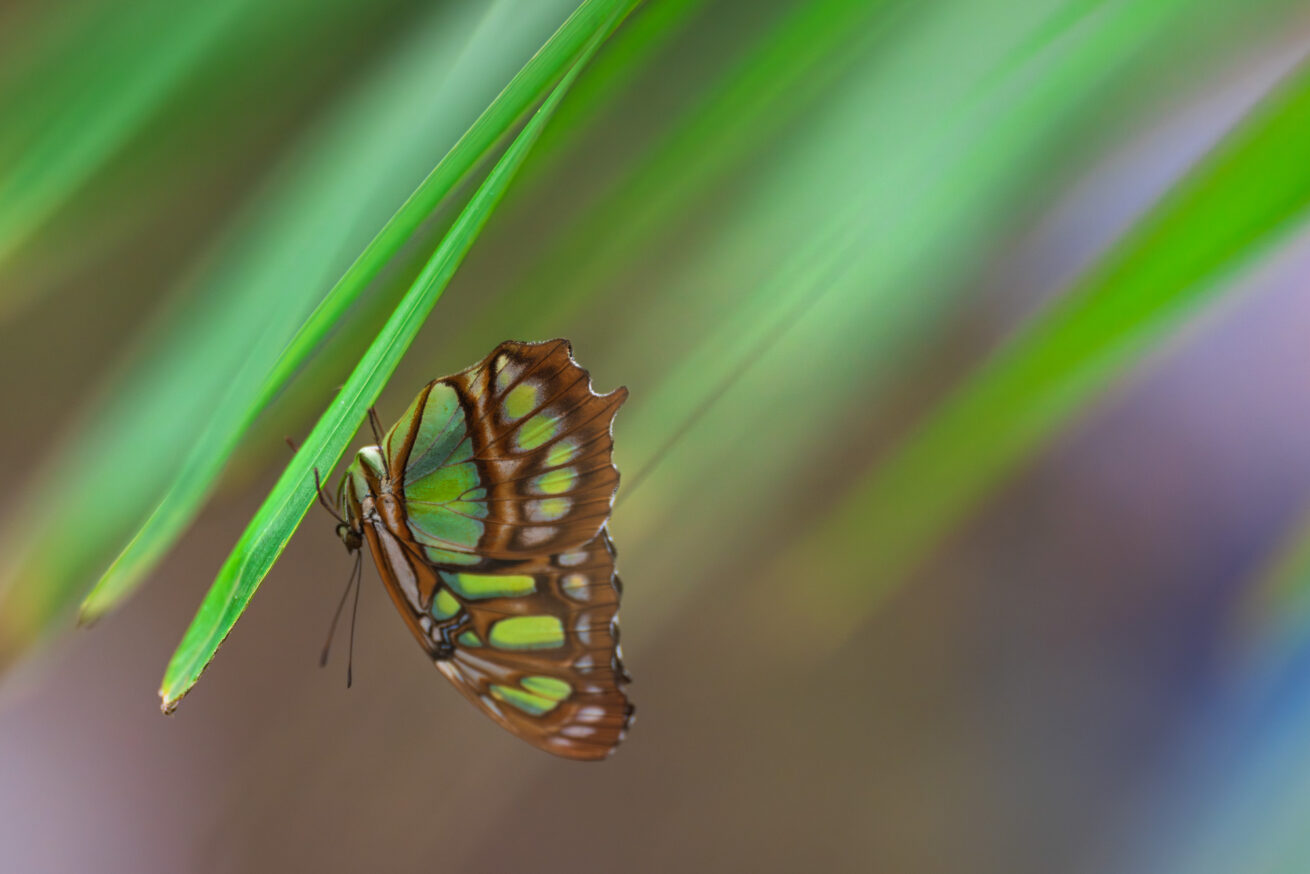 Sigma 135 1.4 DG Art