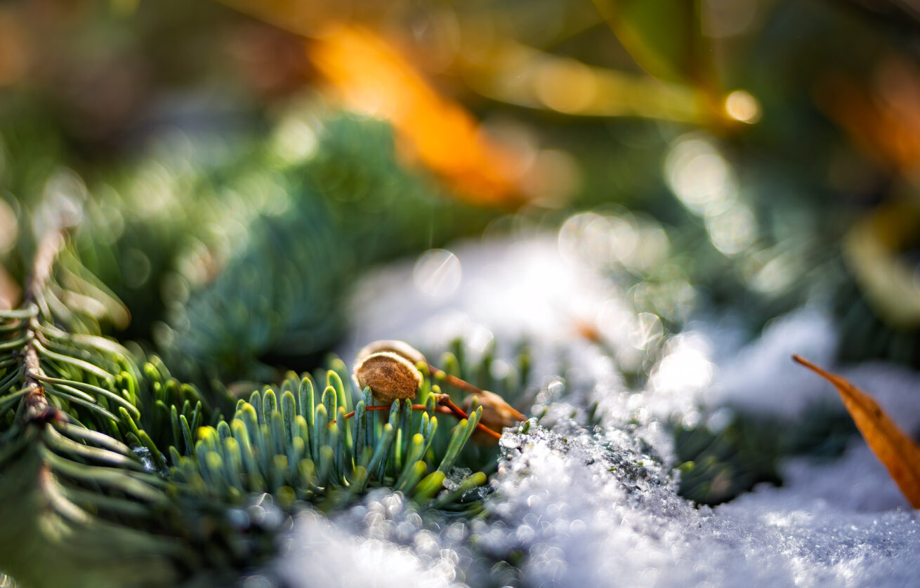 Sigma 35 1.4 DG II Art