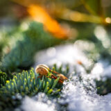 Sigma 35 1.4 DG II Art