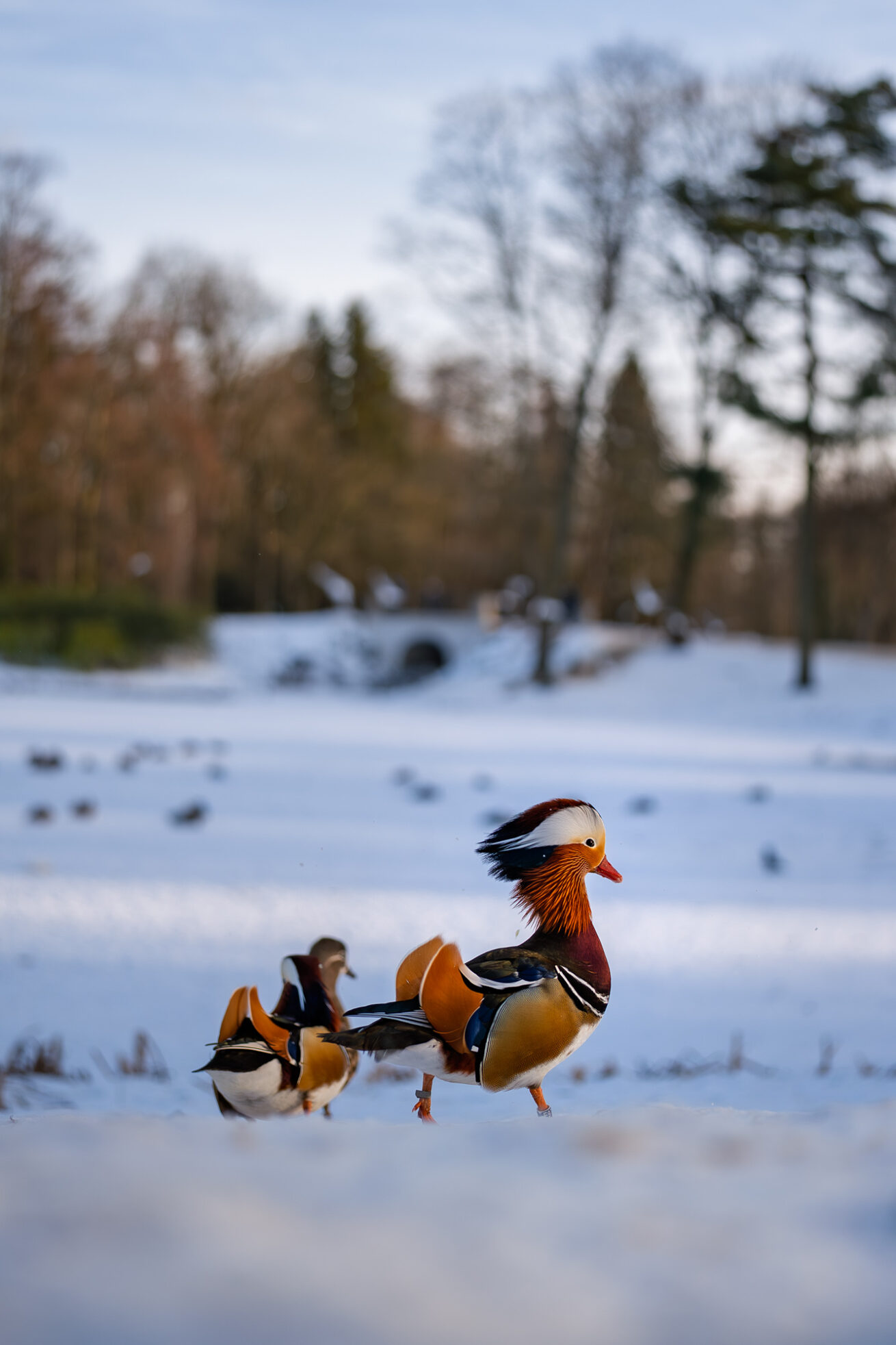 Sigma 35 1.4 DG II Art