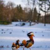 Sigma 35 1.4 DG II Art