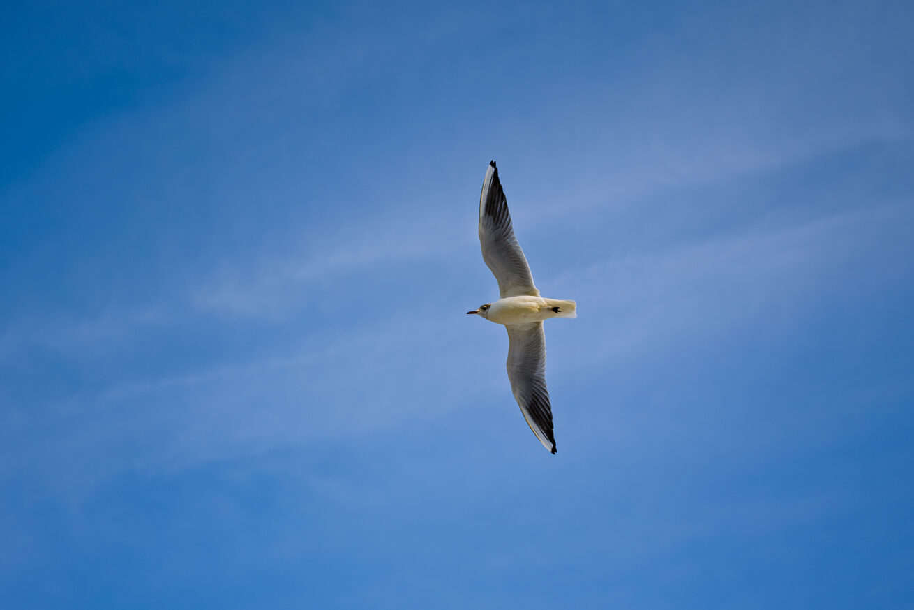 Sigma 35 1.4 DG II Art