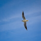 Sigma 35 1.4 DG II Art