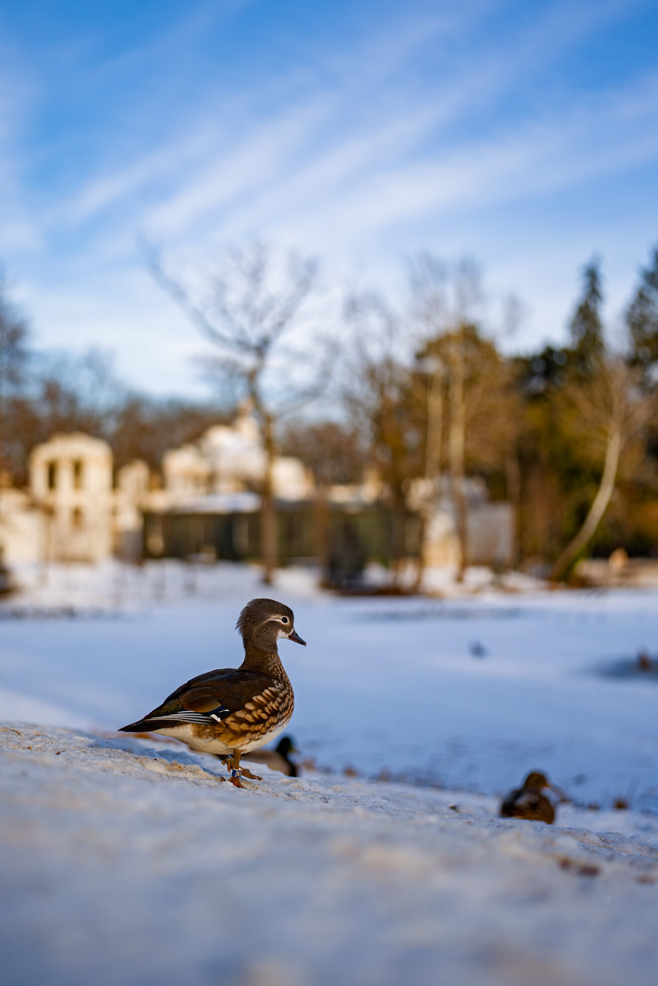 Sigma 35 1.4 DG II Art