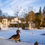 Sigma 35 1.4 DG II Art