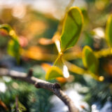 Sigma 35 1.4 DG II Art