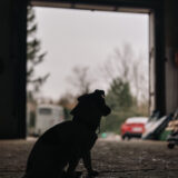 Sigma 35 1.4 DG II Art