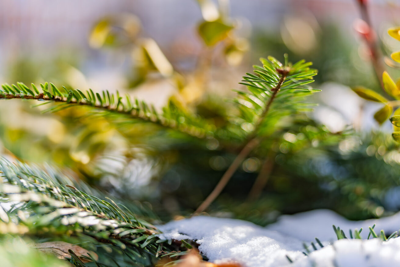 Sigma 35 1.4 DG II Art