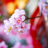 Sigma 35 1.4 DG II Art