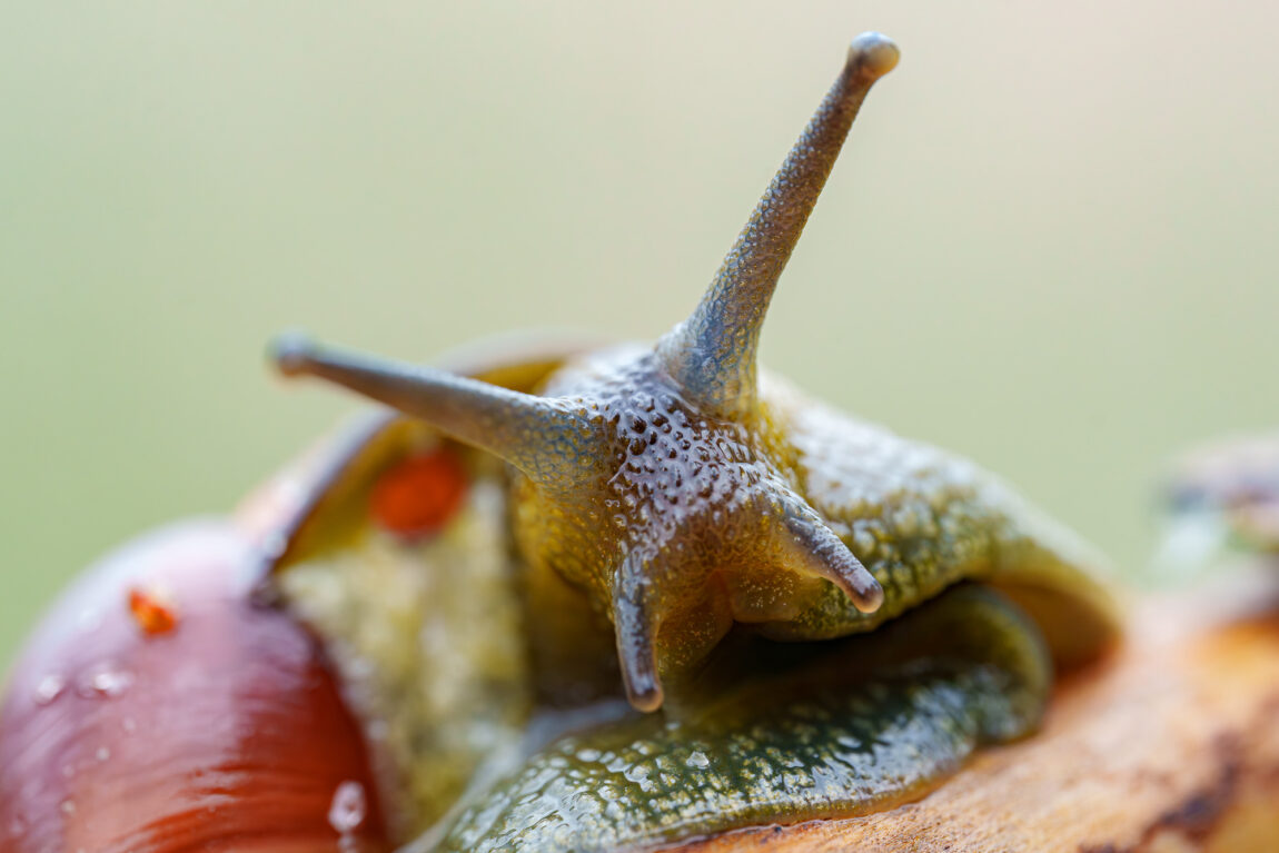 thumbnail-image